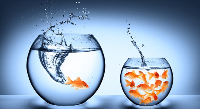 Fish out of water.jpg