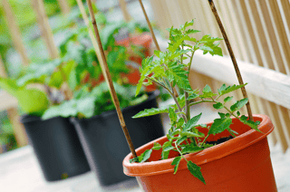 tomato__plants_in_containers_on_patio.png